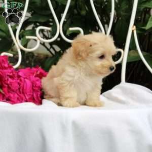 Kacey, Maltipoo Puppy